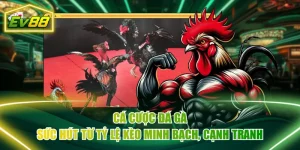 Cá Cược Đá Gà - Sức Hút Từ Tỷ Lệ Kèo Minh Bạch, Cạnh Tranh