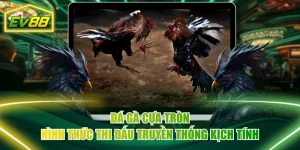 Đá Gà Cựa Tròn Hình Thức Thi Đấu Truyền Thống Kịch Tính